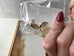 ALV Gold Huggie Hoops